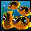 Символ игрового автомата Dolphin's Pearl Рыбы